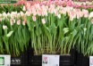 Tulipa Beautytrend ® (1)